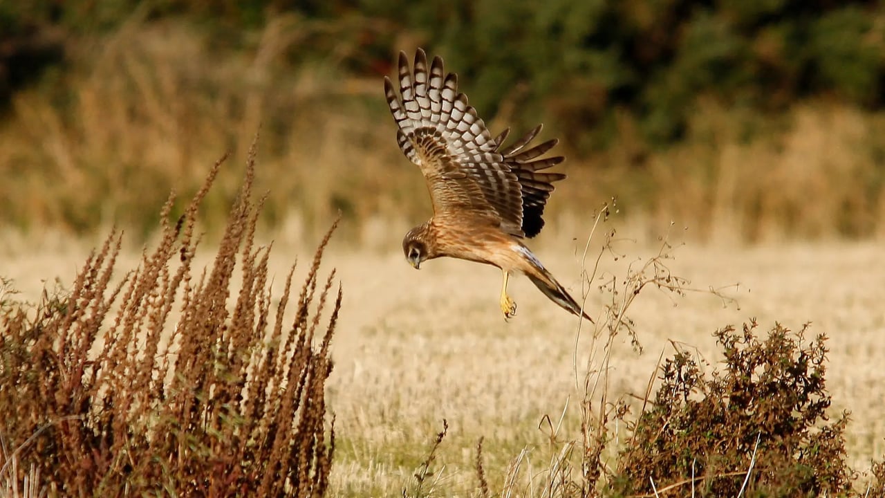 Image: BirdWatch Ireland