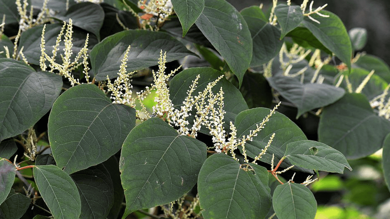 Japanese Knotweed