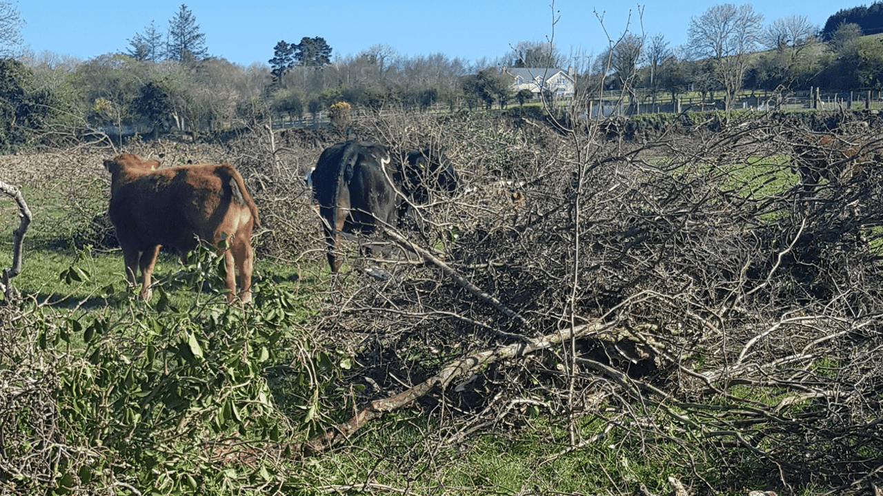 Man convicted and fined €2,000 for hedgerow destruction