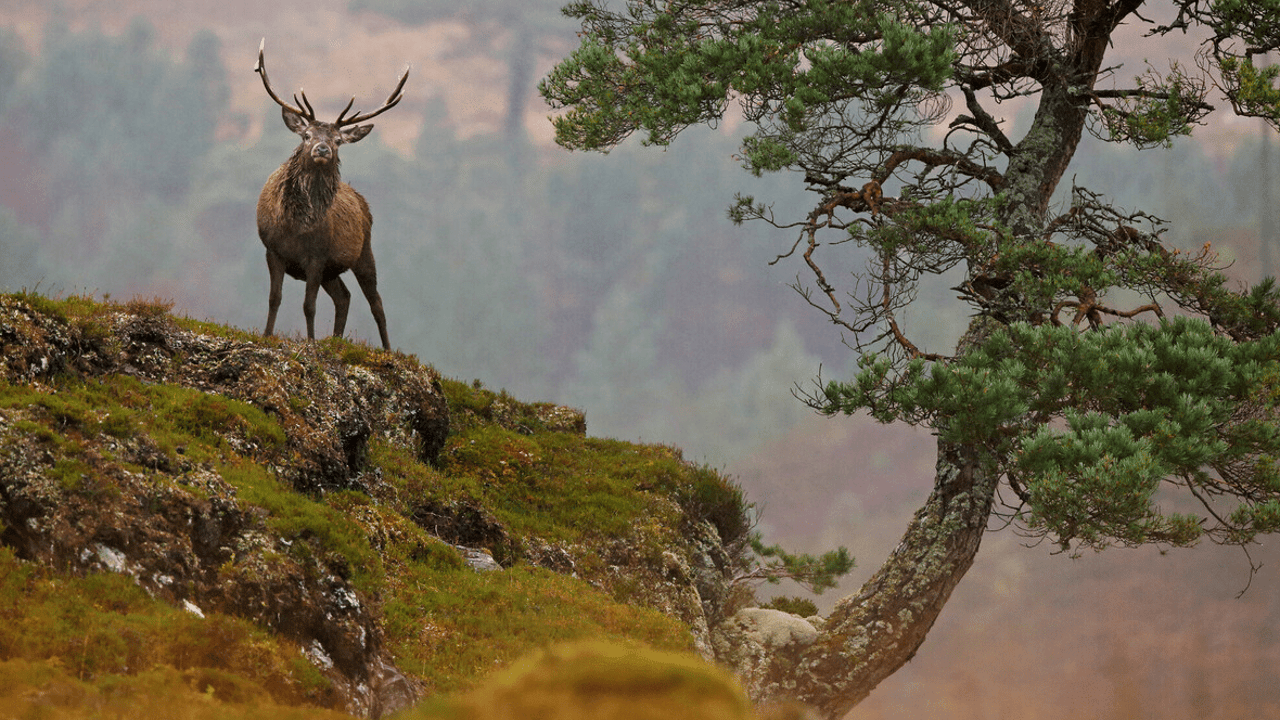 Rewilding Europe receives funding boost of €4.9 million