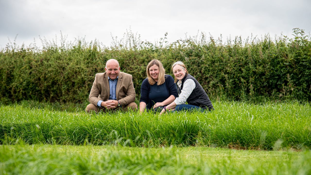 Tollymore and Crossgar - two new grass varieties from AFBI