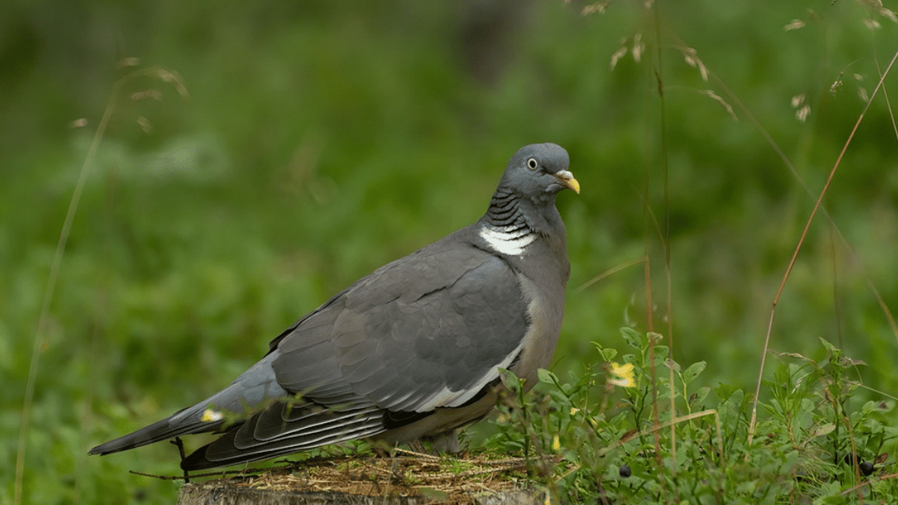 Wild bird shooting derogation in place for 4 more weeks
