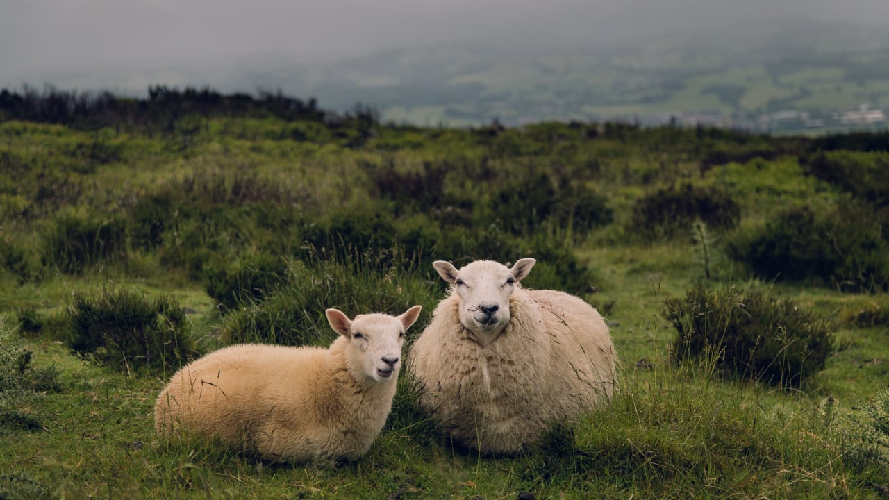 Calls for 'immediate' shearing supports for sheep farmers