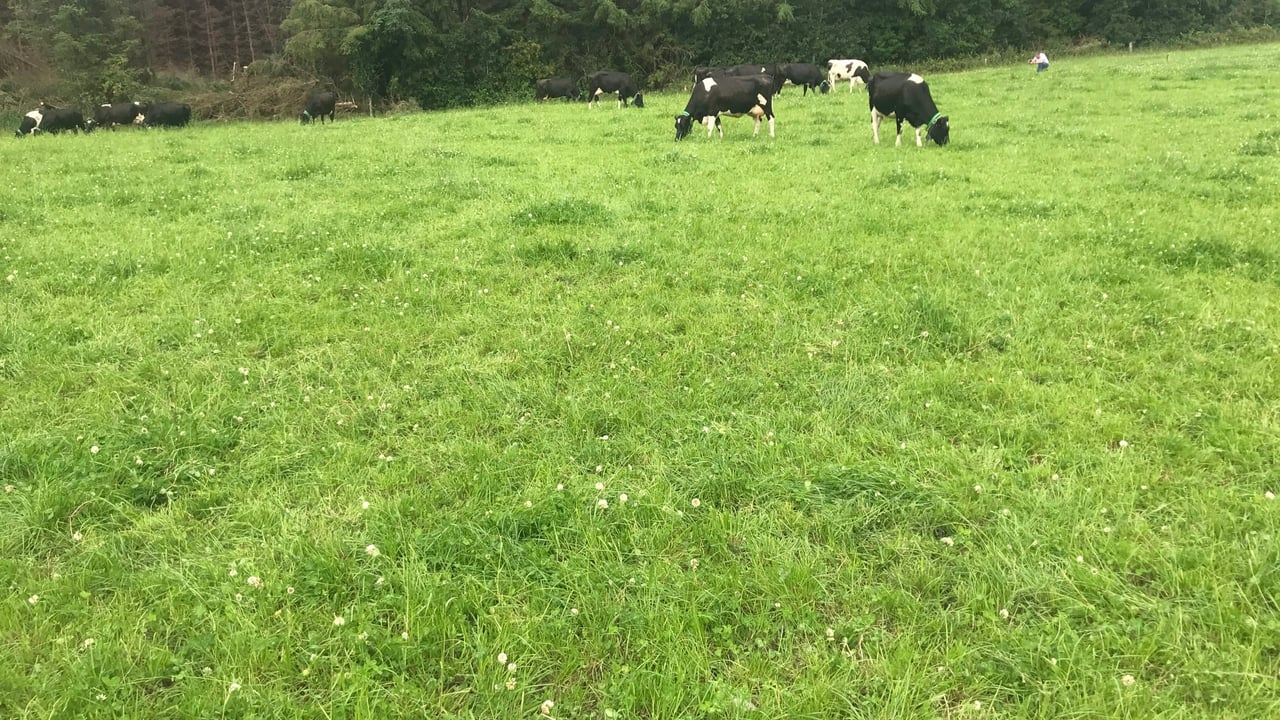 Breeding season: Preventing embryo loss in cows