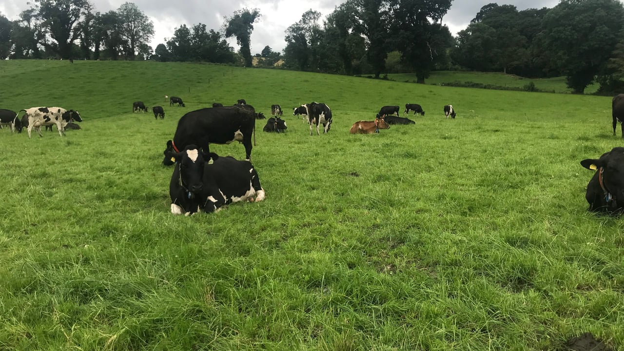 Dairy advice: Keep an eye of signs of lungworm