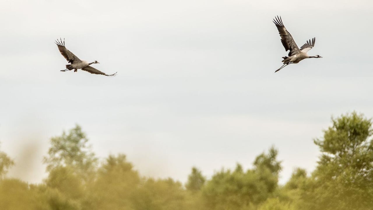 Common cranes hatch two chicks on rewetted peatland
