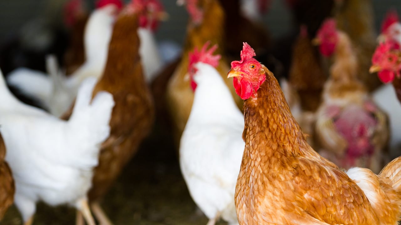 EU and China ban chicken imports from Brazil after bird flu case