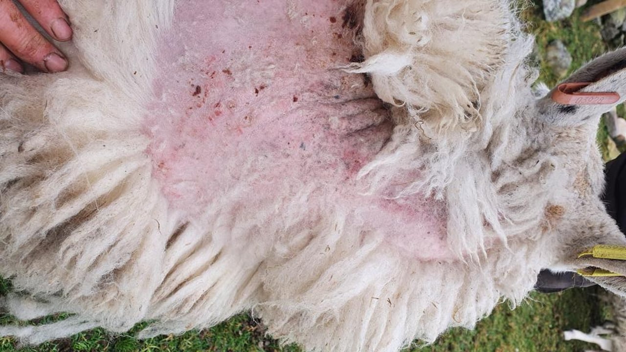 Scientists fight to control sheep scab in the UK