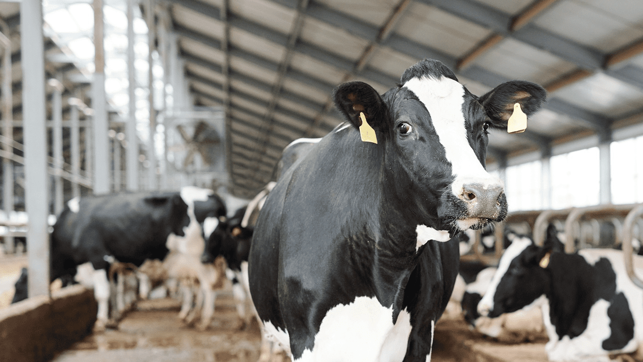 Improving herd health with early detection