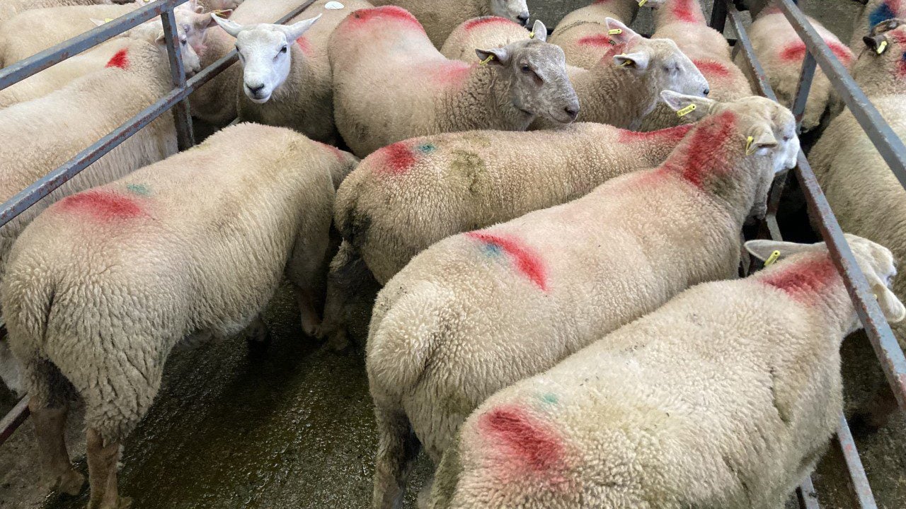 Sheep trade: Lamb prices edge back a further 10c/kg