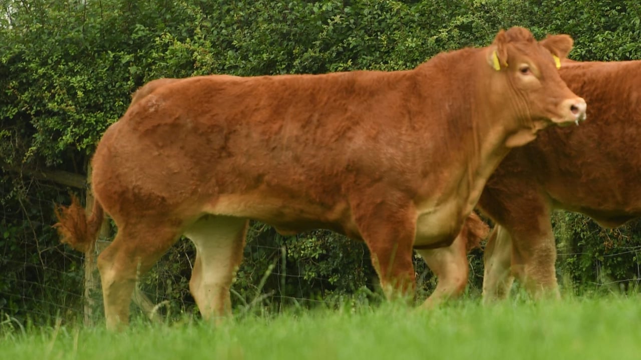 Ampertaine Special was the second highest-priced heifer in the sale 