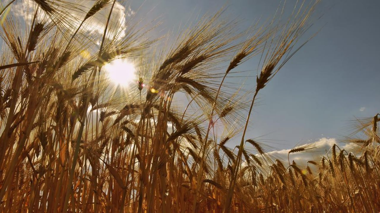 Opinion: Growers need information on imported seed varieties