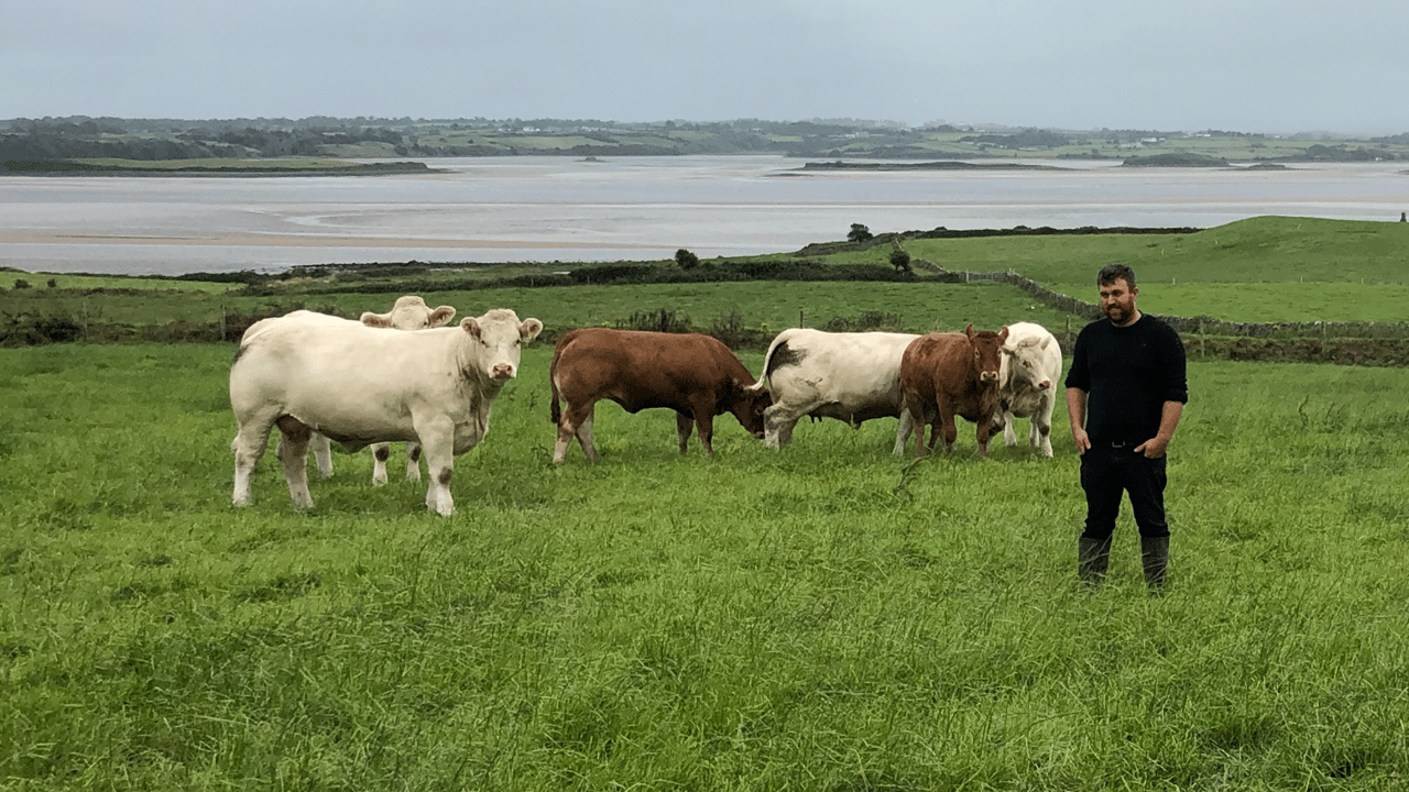 Farm manager Niall Hynes pictured with some of the pedigree Limousin and Charolais progeny from the Bostonia Herd