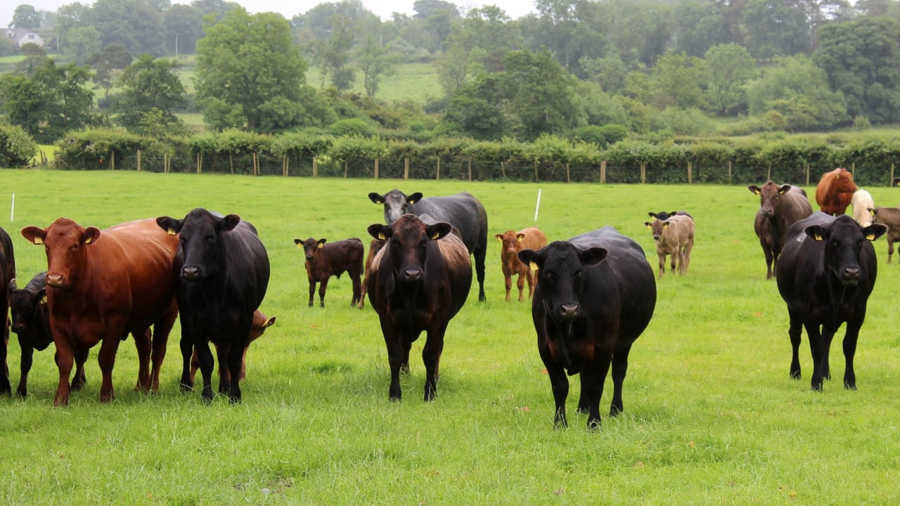 Aberdeen-Angus cross cows with their calves on the McNeilly farm