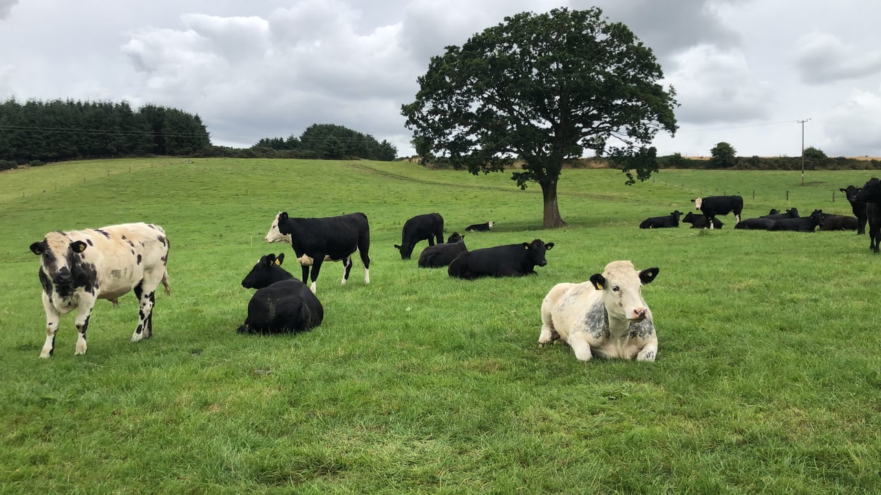 Heifers and steers: Graze separately or together?