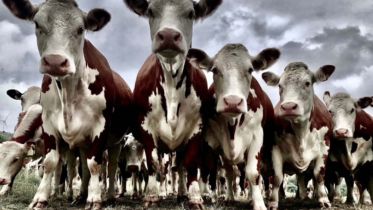 Hereford herdowners urged to get snapping for annual comp