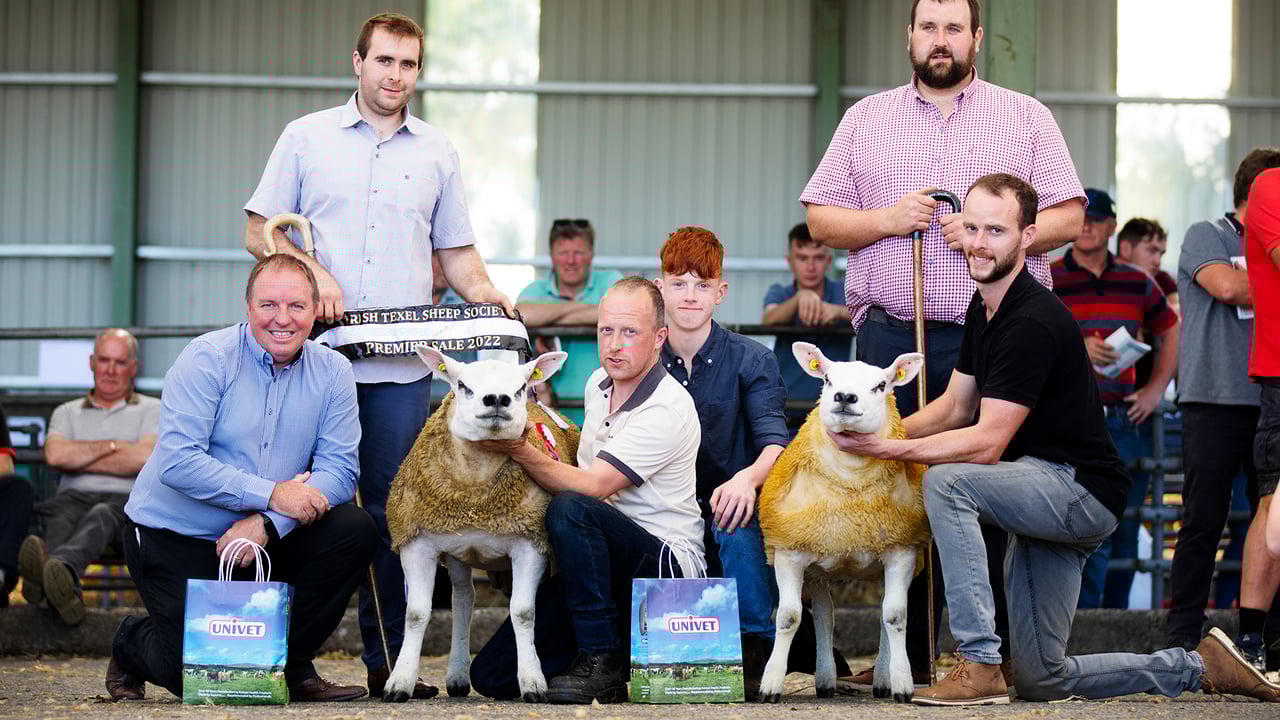 Trade as hot as the weather at Irish Texel premier sale