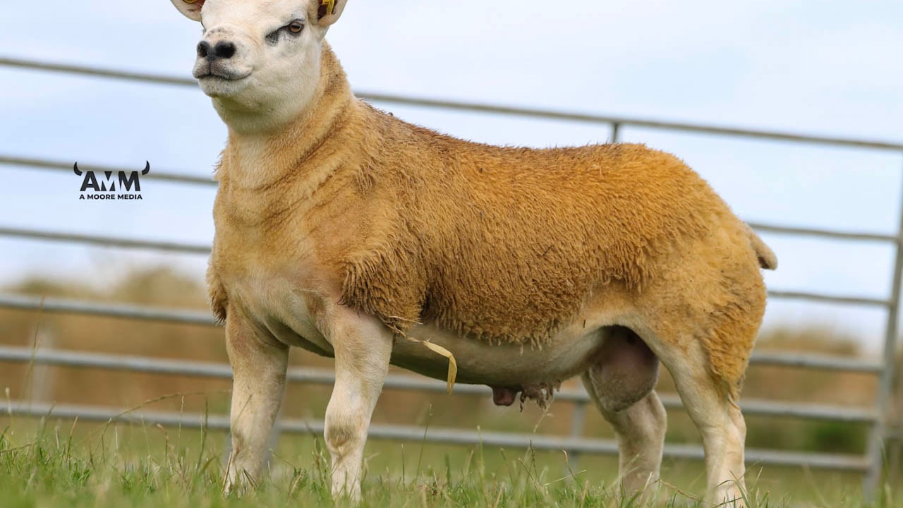 2nd annual on-farm sale tomorrow in Sligo to see 65 rams up for grabs