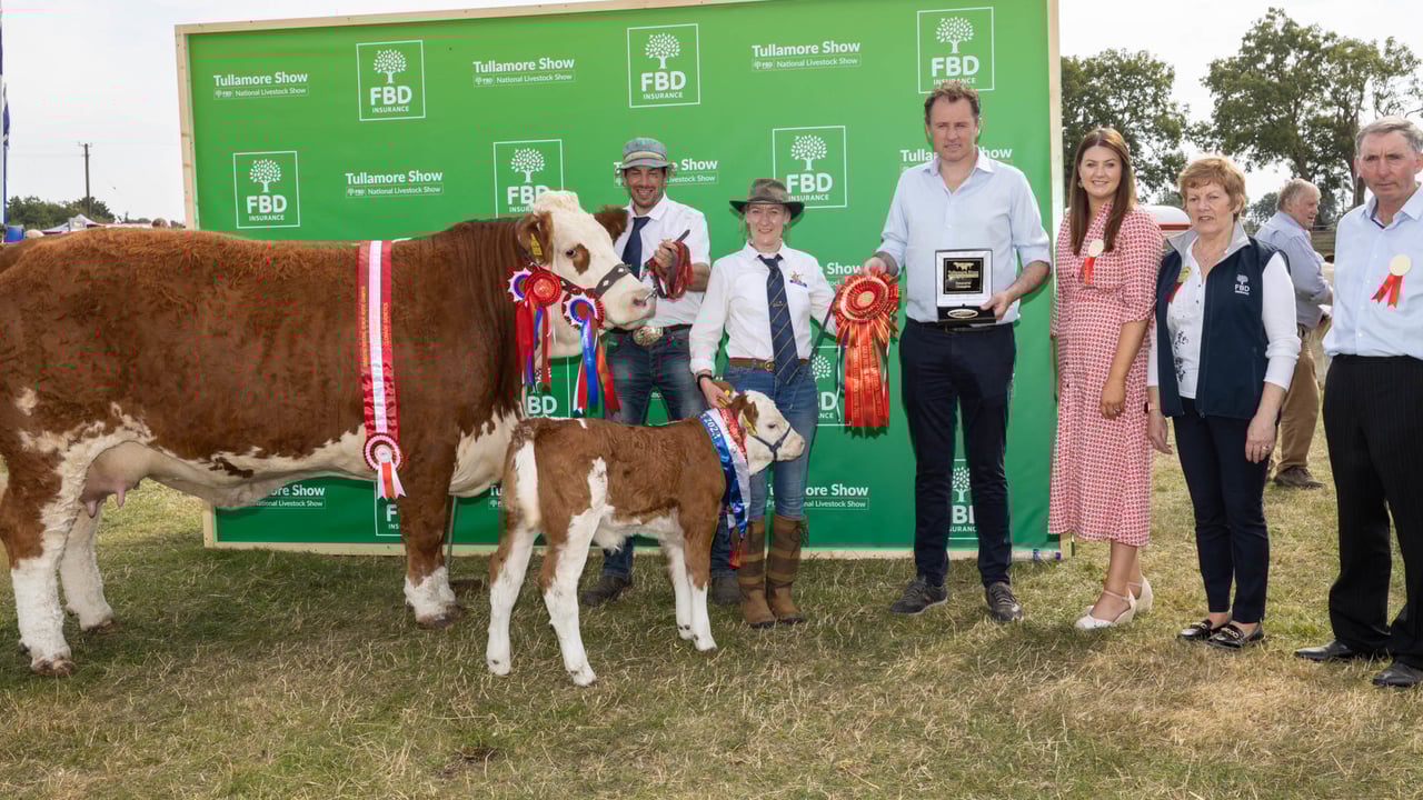 Garrett and Lyndsey Behan from Ballyfin, Co. Laois with the Champion Simmental. Image source: Alf Harvey