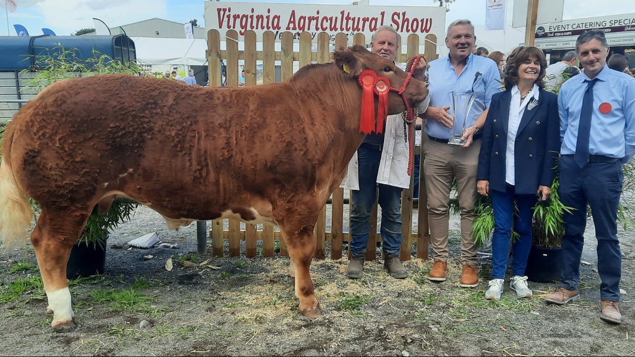 Gallery: Cattle results and winners at the Virginia Show