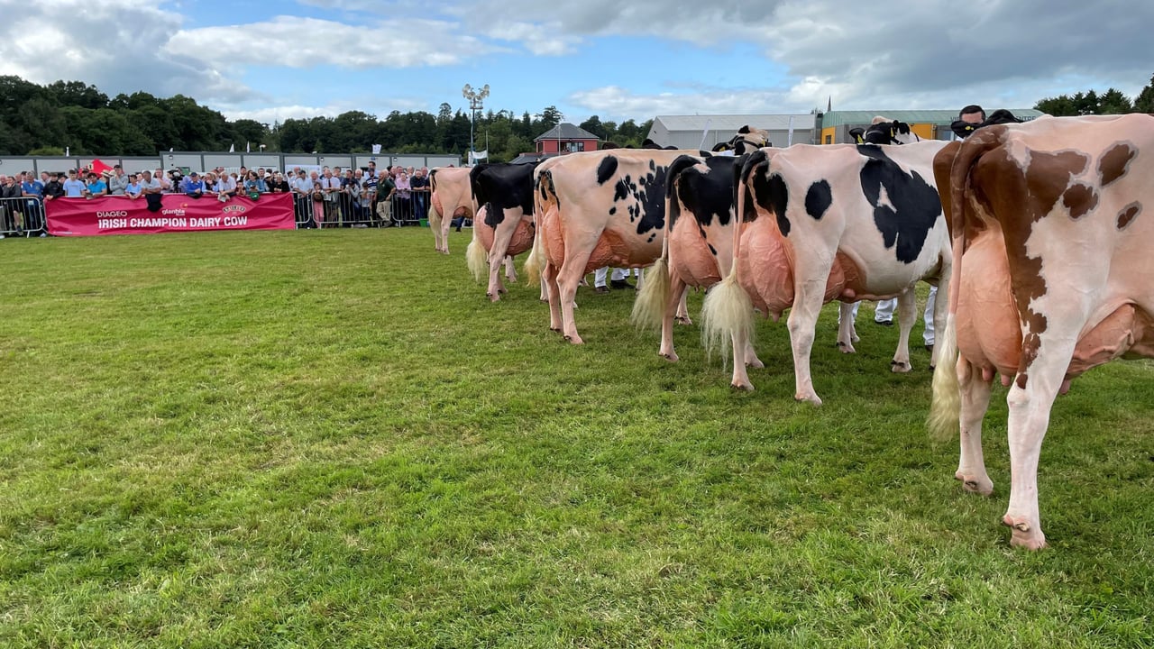 Baileys cow competition candidates at Virginia Show 2022