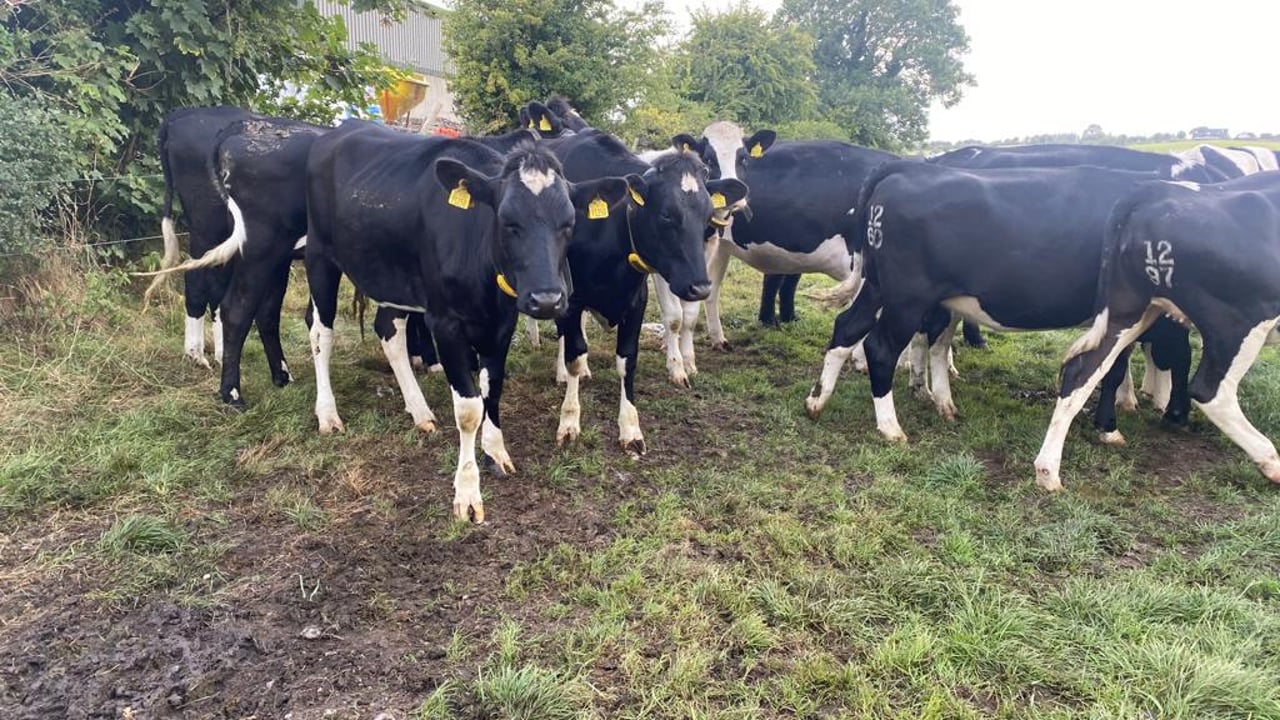 The animals were stolen from this group of in-calf heifers Image: Enda Doran