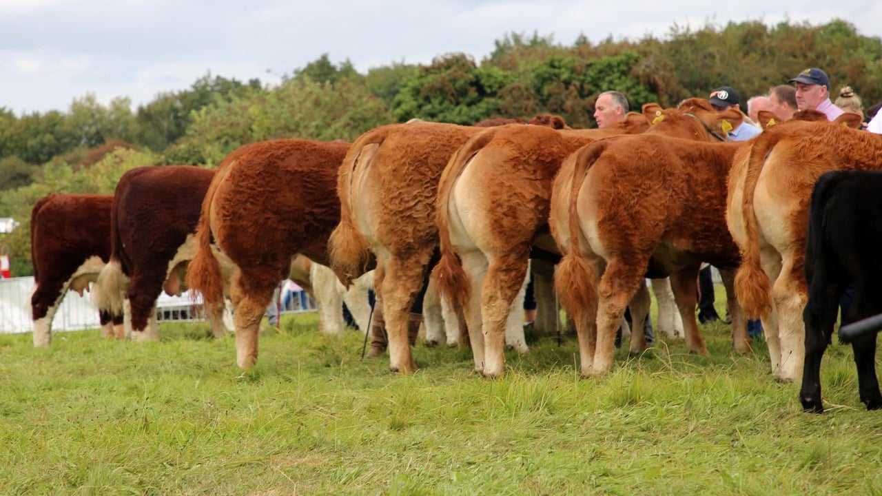 Cattle lined up at the Royal Meath Show in 2019