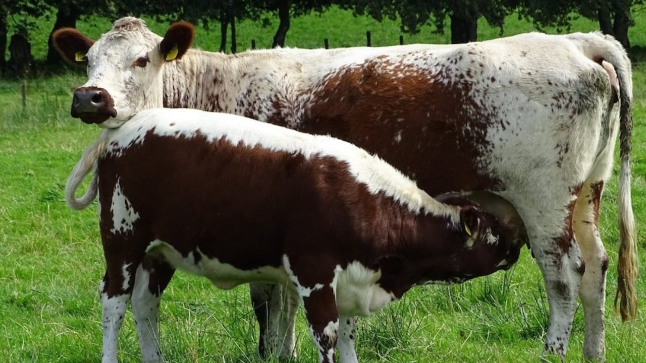 Image source: Irish Moiled Cattle Society