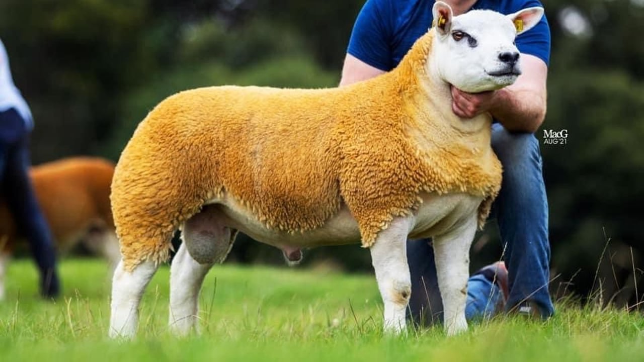 Irish Texel Society's premier show and sale this weekend