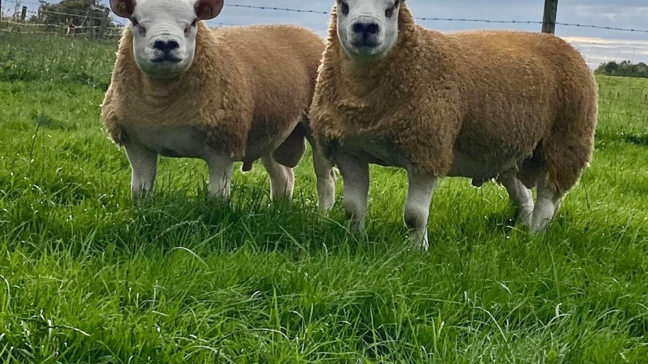 50 rams set for Texel sale in Roscommon this Friday