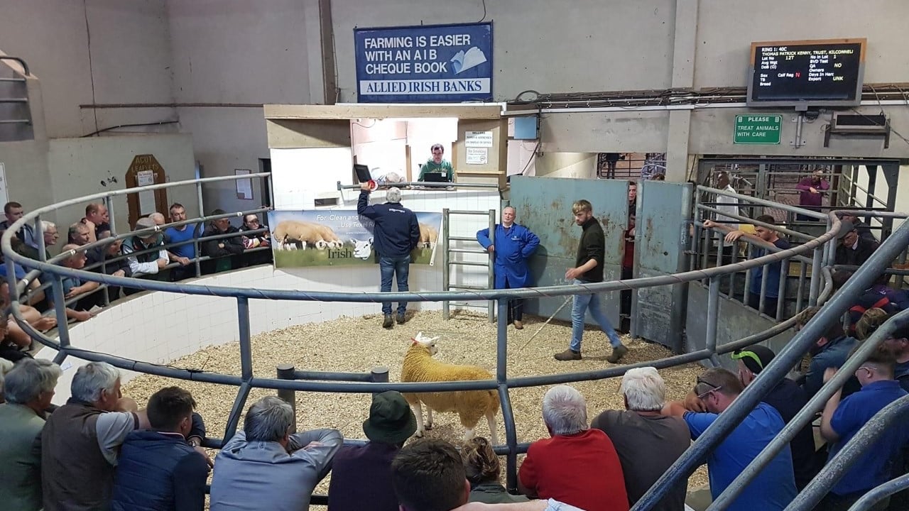 Western Region Texel Club Sale at Roscommon Mart