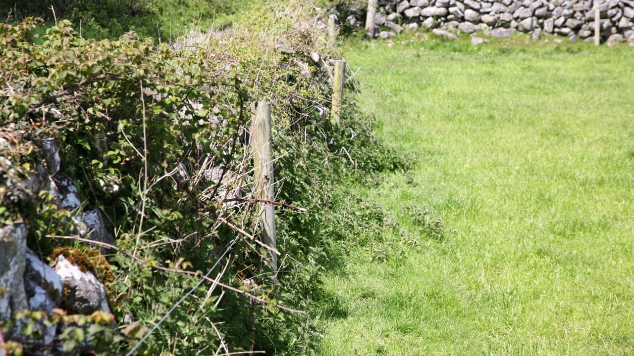 Control weeds now to reap the benefits next spring