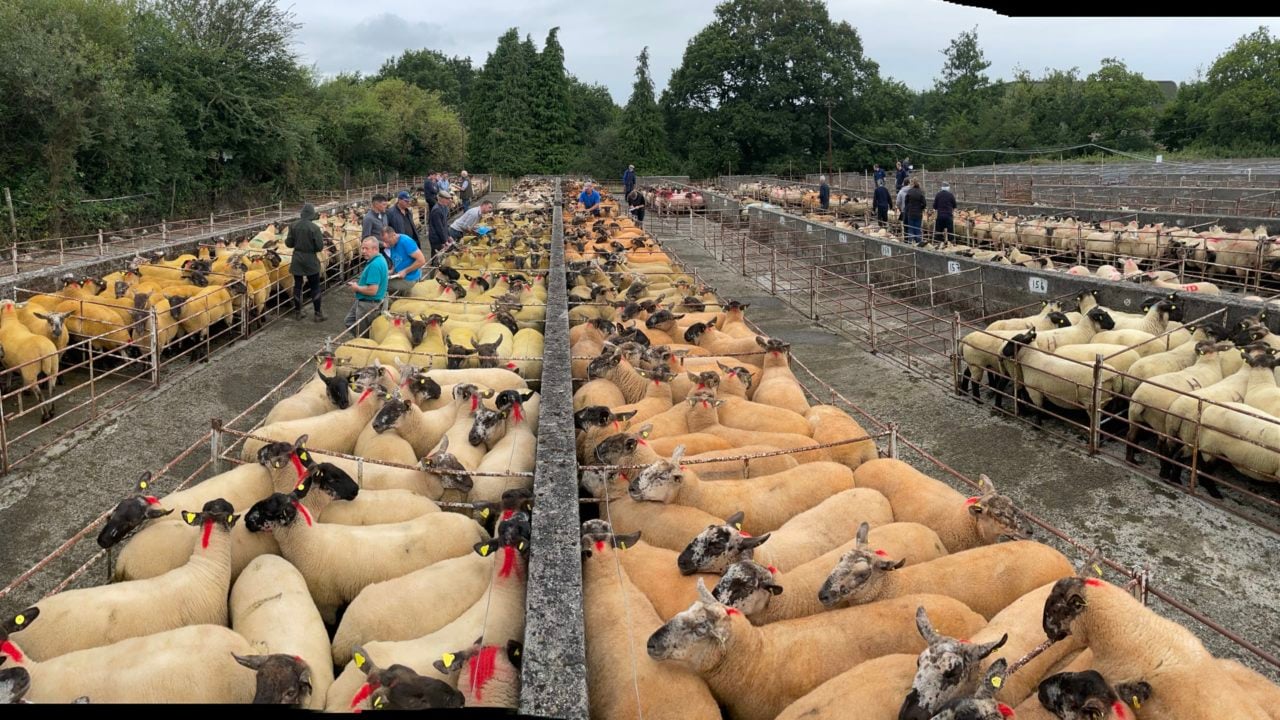 Borris Ewe Breeders' last sale ends on a positive note