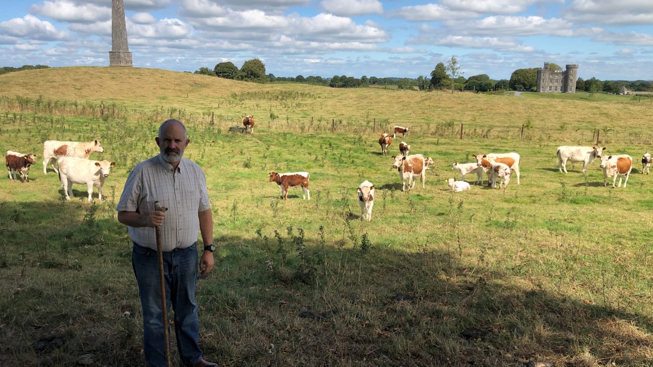 Farm manager at Killua Castle Anthony Gilsenan pictured with the Irish Moiled beef cattle