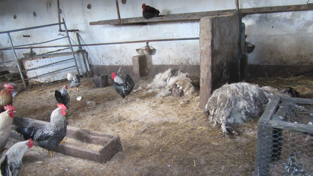 Image: ISPCA
