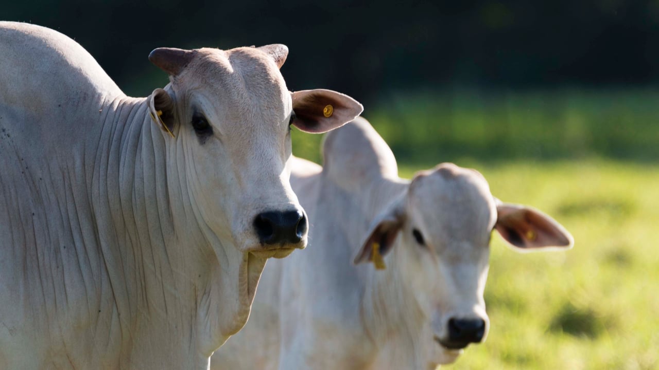 Royal DSM acquires animal nutrition company in Brazil