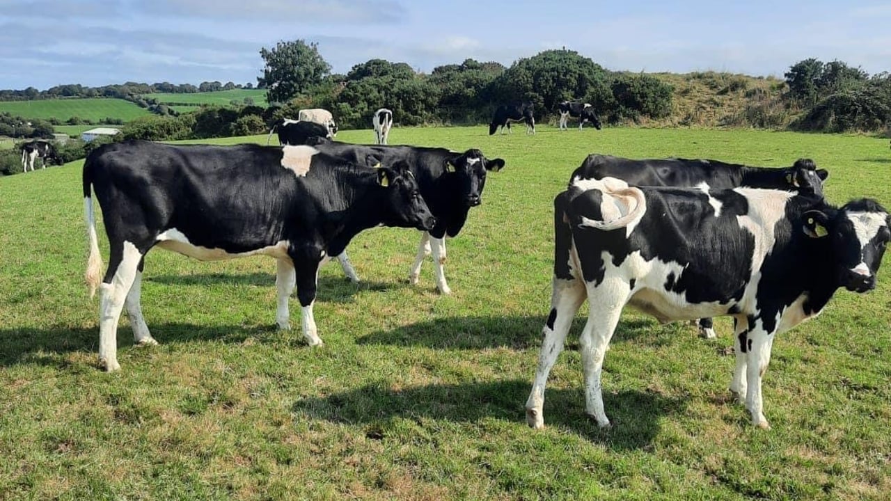 Image source: Bandon Mart
