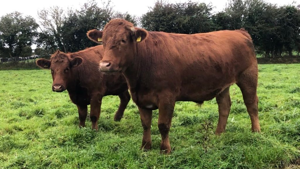 Queen's University, AFBI and UCD team up for bTB project