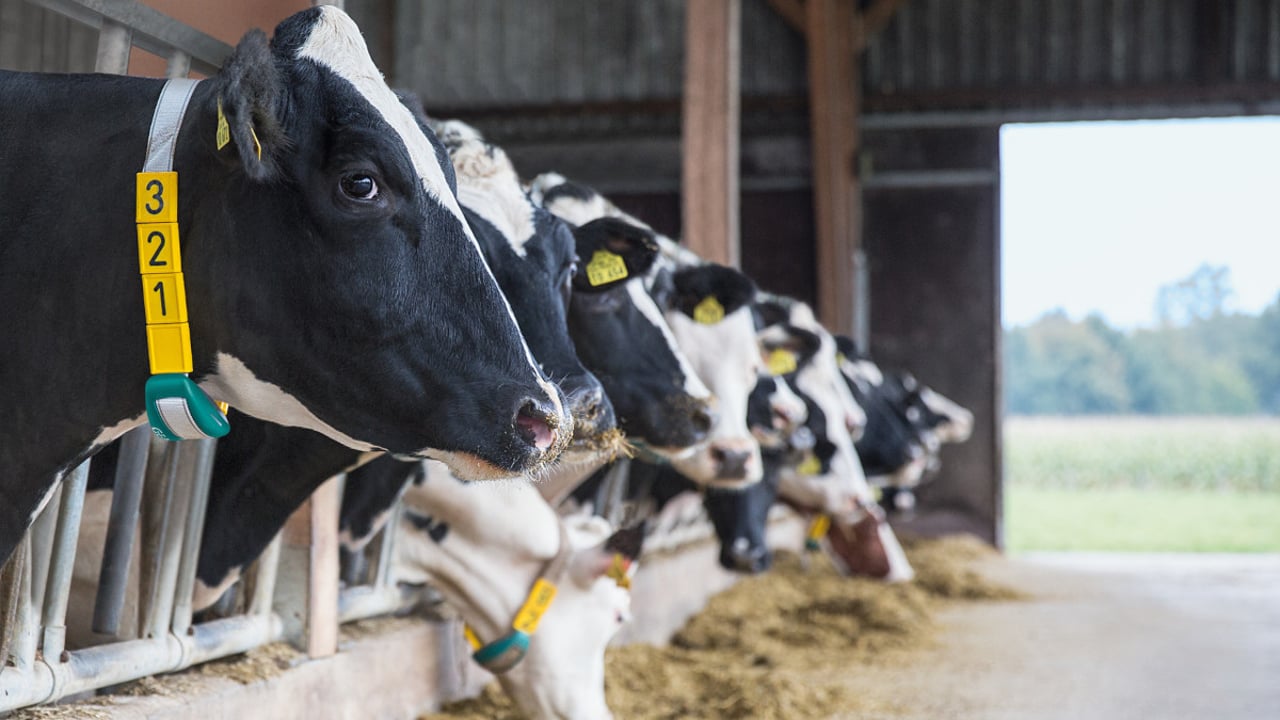 Re-entrant to dairy adapts to farm technology