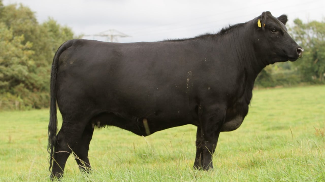 Lot 1: Westellen Flora W893 ET