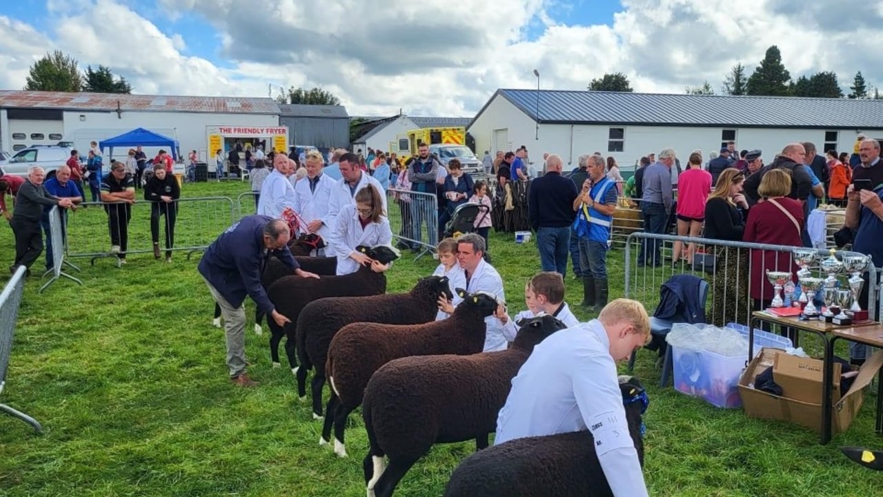 Two Zwartbles groups come together to form one society