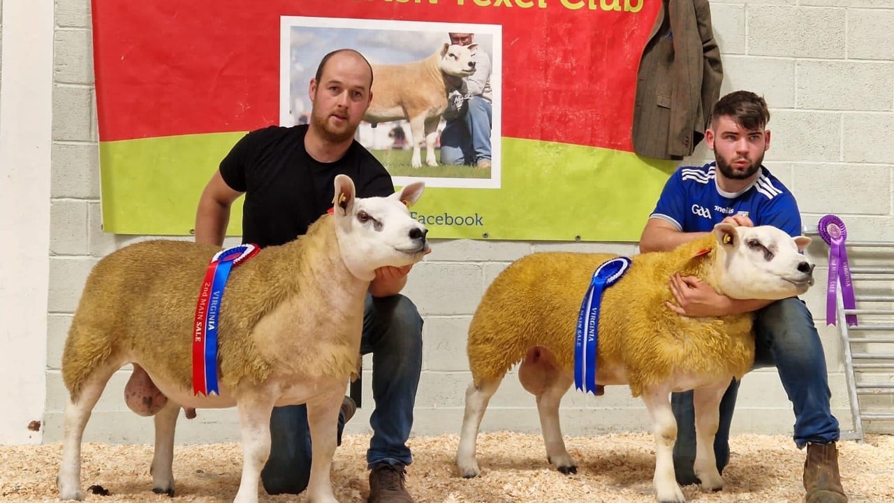 Rams sell to a high of €890 at recent Texel sale