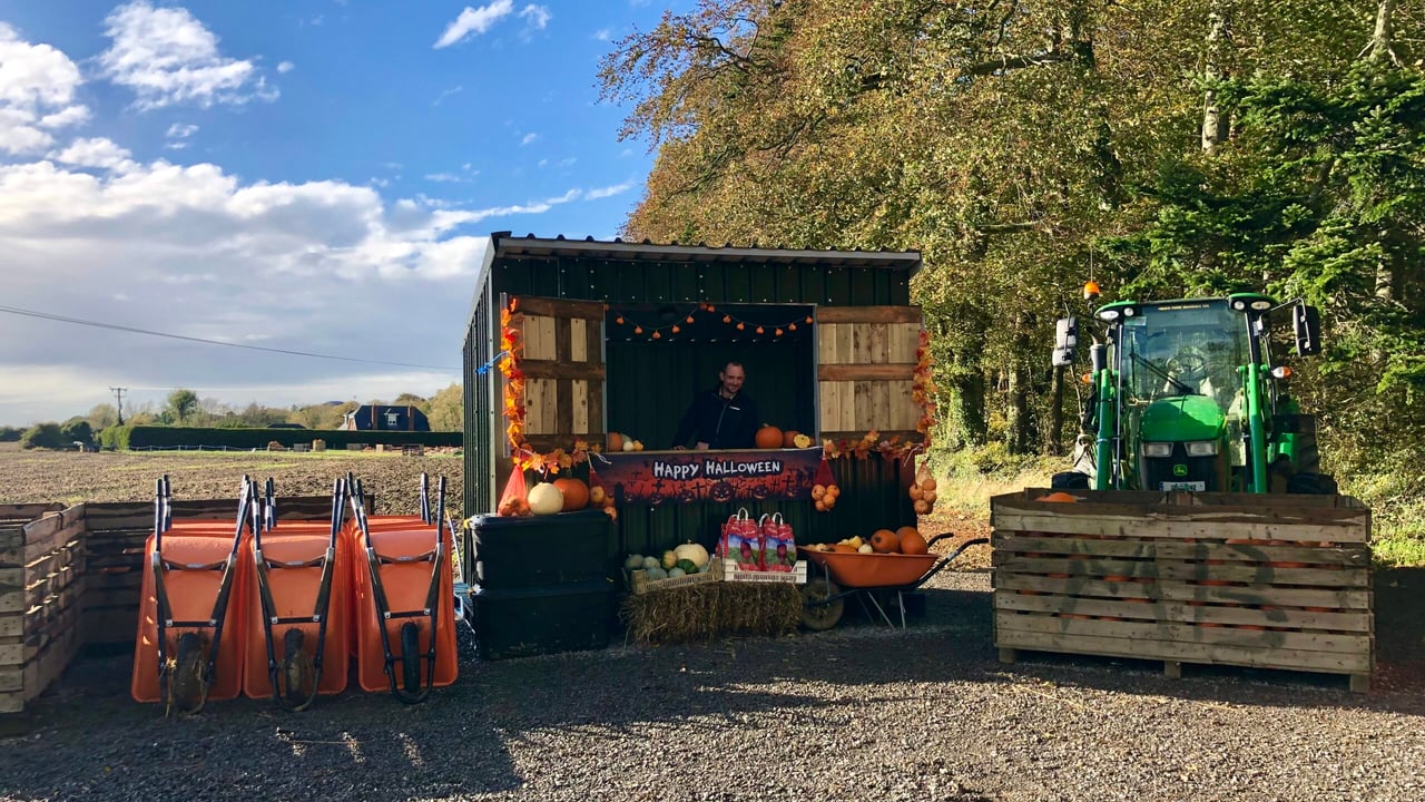 Video: Growing pumpkins at Ballymad Farm in Meath