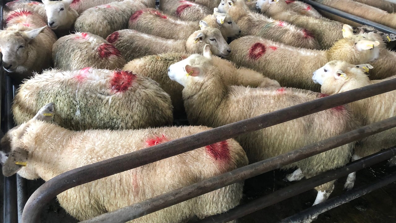 Light lambs still an issue in factories
