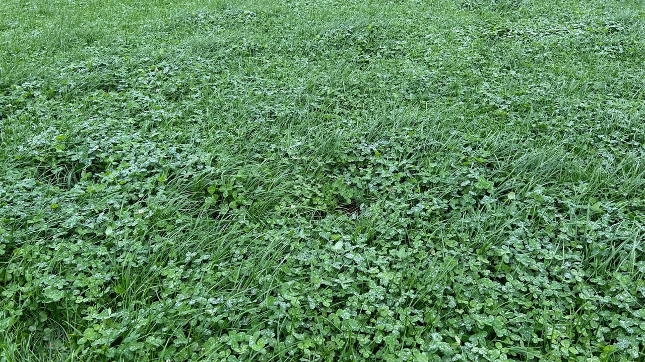 Grass growth: Wet conditions starting to affect growth