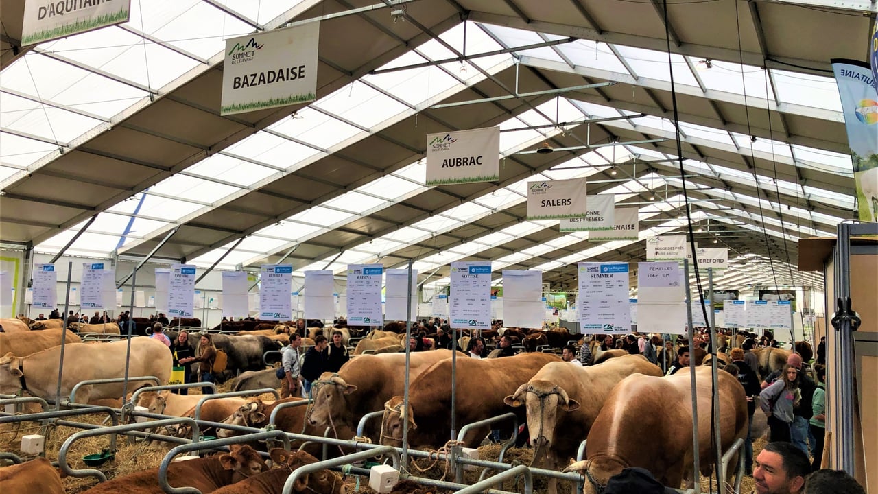 The beef breed livestock tent at Sommet 2022