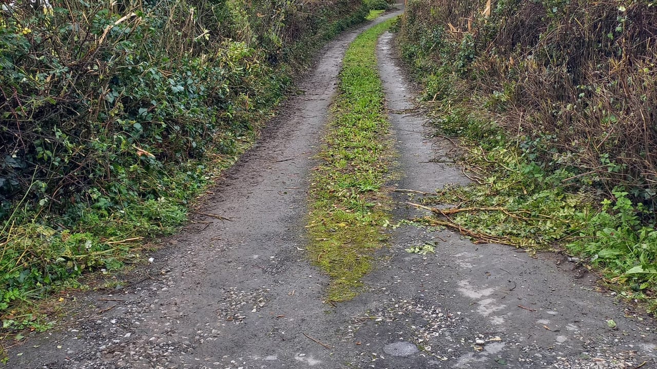 Hedge at the centre of a long running dispute in Limerick