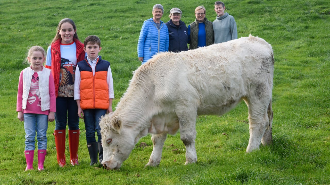 'Charolais' Angels' sell heifer to fundraiser for cancer