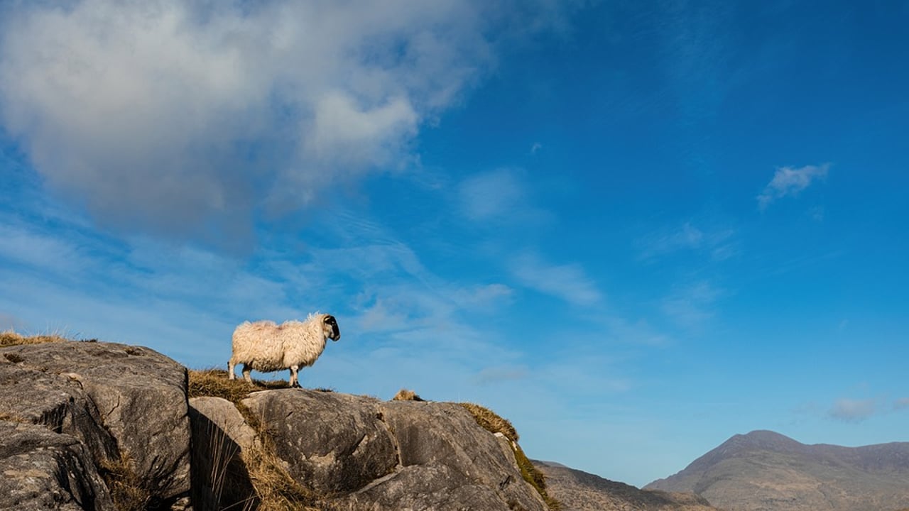 Call for virtual fencing grants for sheep farmers