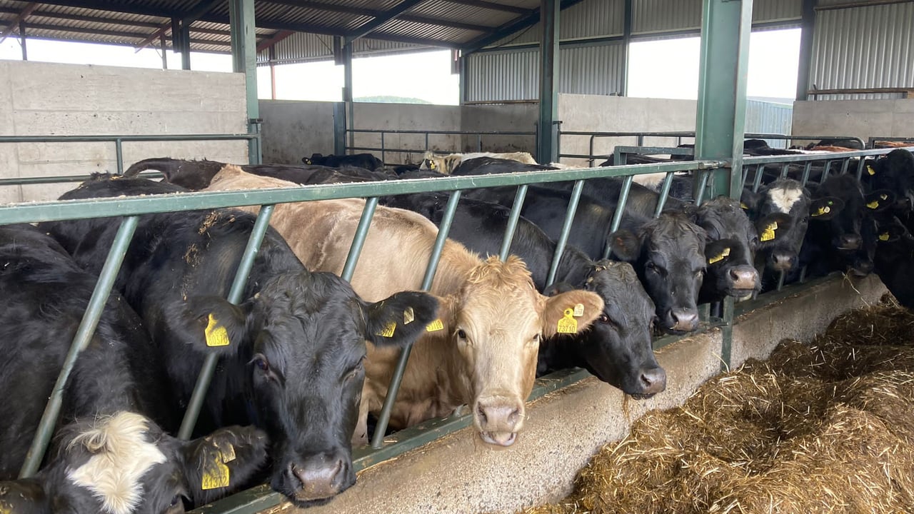ABP Demo Farm: 78% of 2021-born heifers finished by October 1